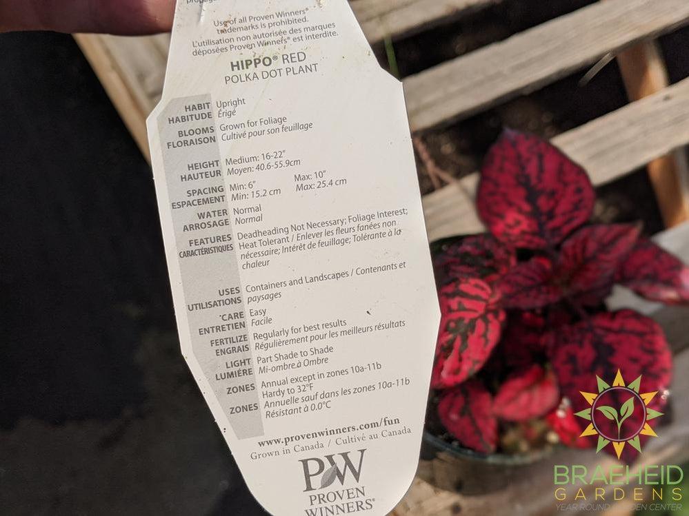 Polka Dot Plant Hippo 'Red' PW - NO SHIP -