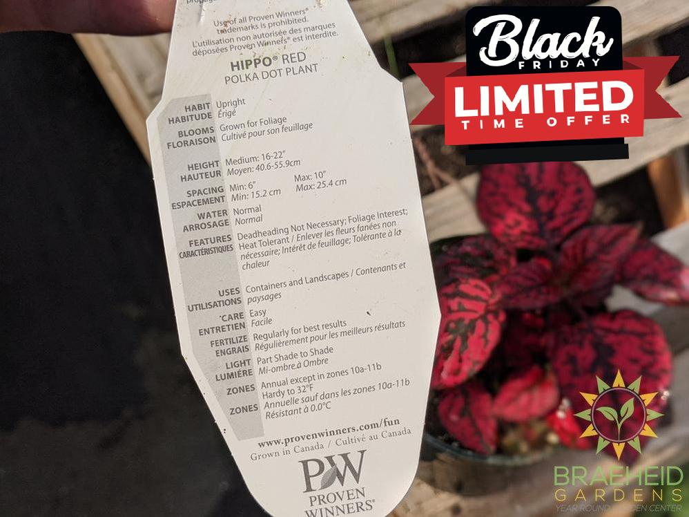 Polka Dot Plant Hippo 'Red' PW - NO SHIP -