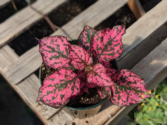 Polka Dot Plant Hippo 'Rose' PW - NO SHIP -