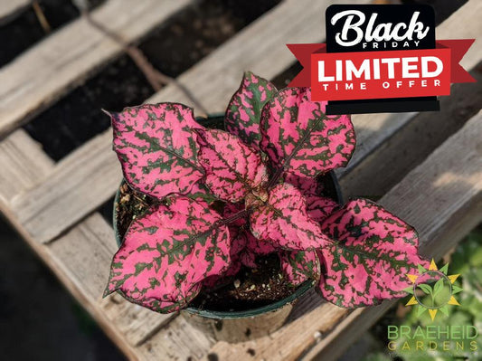 Polka Dot Plant Hippo 'Rose' PW - NO SHIP -