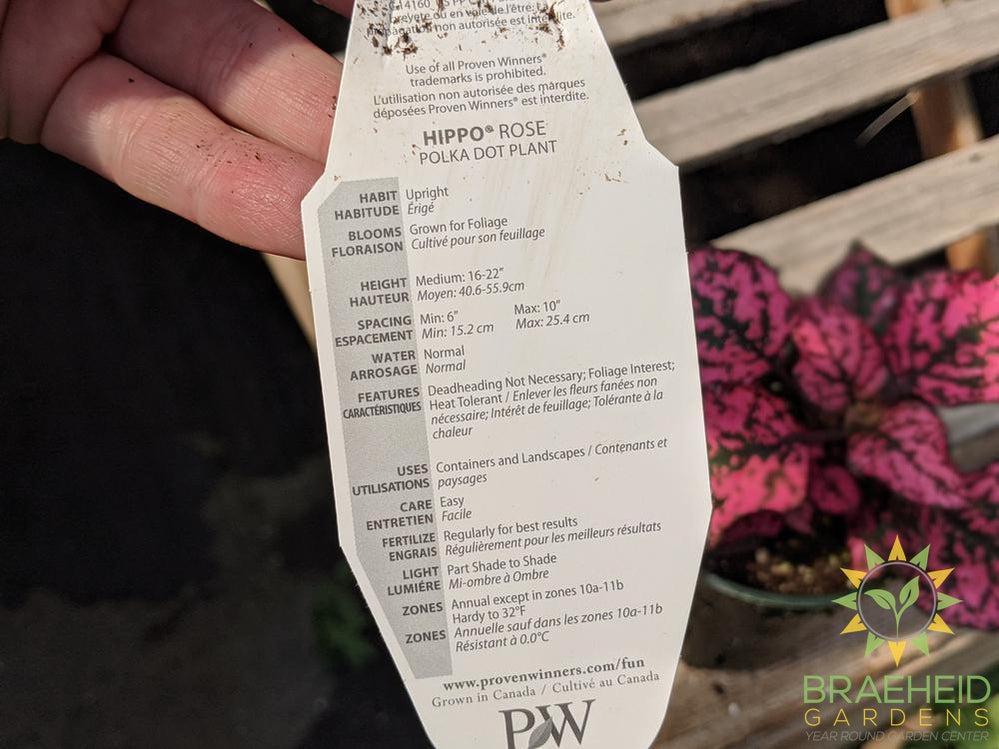 Polka Dot Plant Hippo 'Rose' PW - NO SHIP -