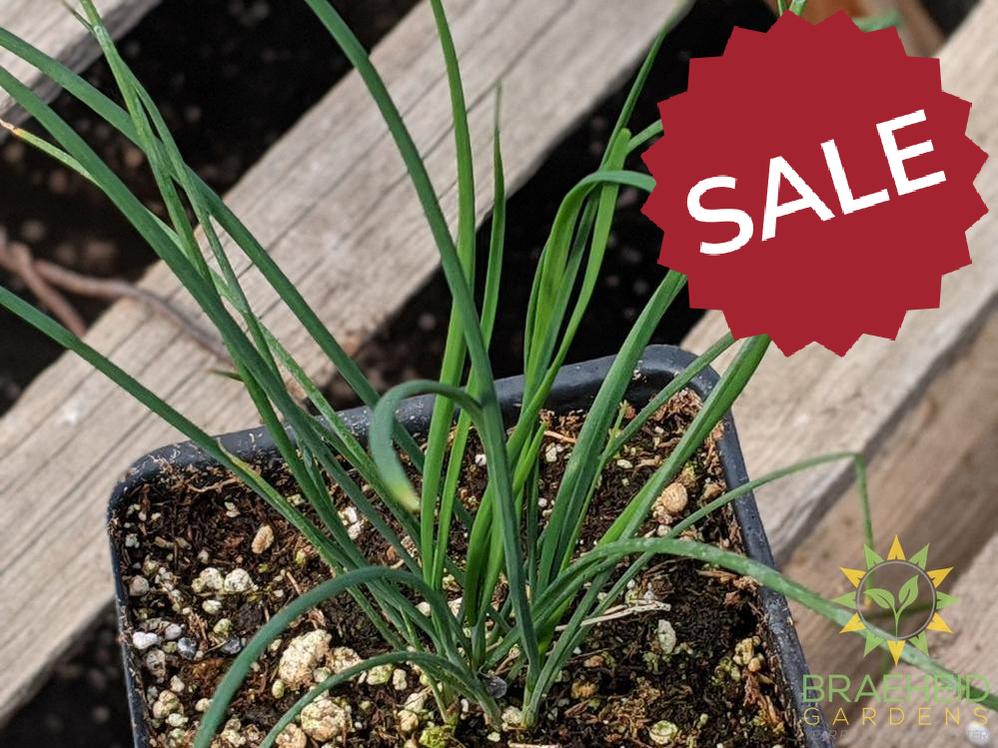 Herb Chives -NO SHIP-