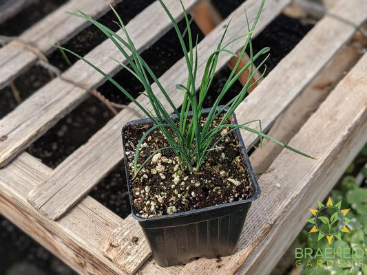 Herb Chives -NO SHIP-