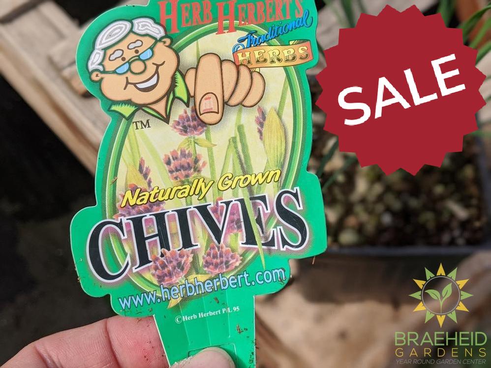 Herb Chives -NO SHIP-