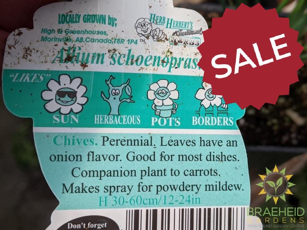 Herb Chives -NO SHIP-