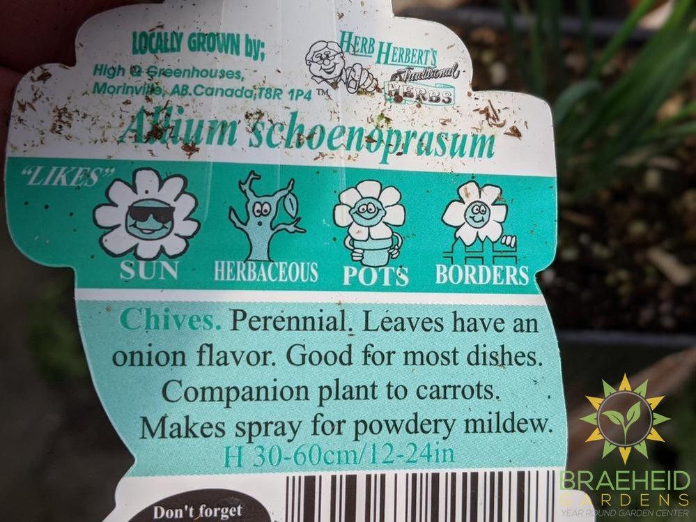 Herb Chives -NO SHIP-