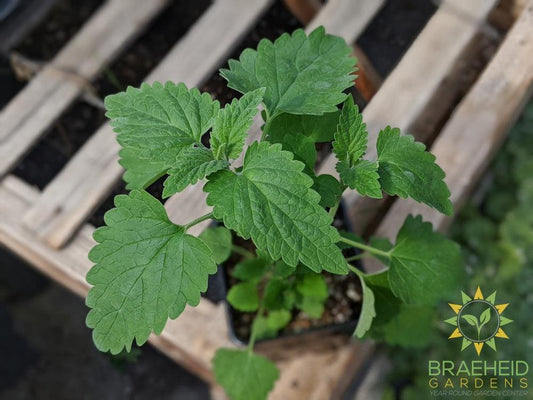 Herb Nepeta Catmint -NO SHIP-