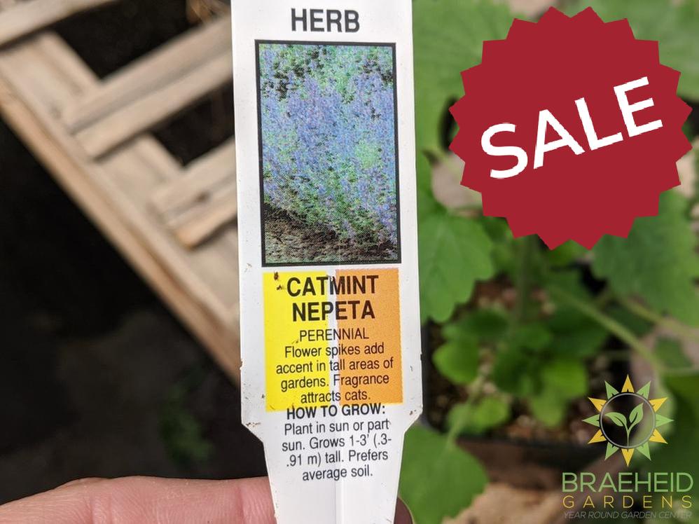 Herb Nepeta Catmint -NO SHIP-