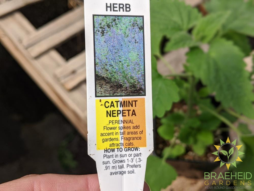 Herb Nepeta Catmint -NO SHIP-