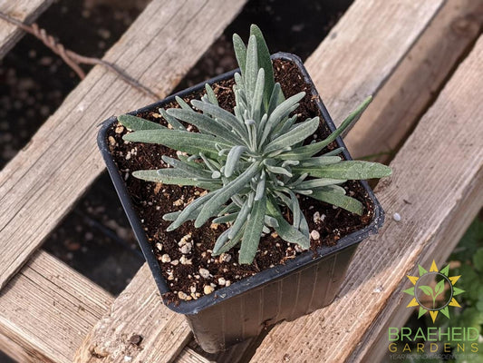 Herb Lavender 'Hidcote Blue' -NO SHIP-