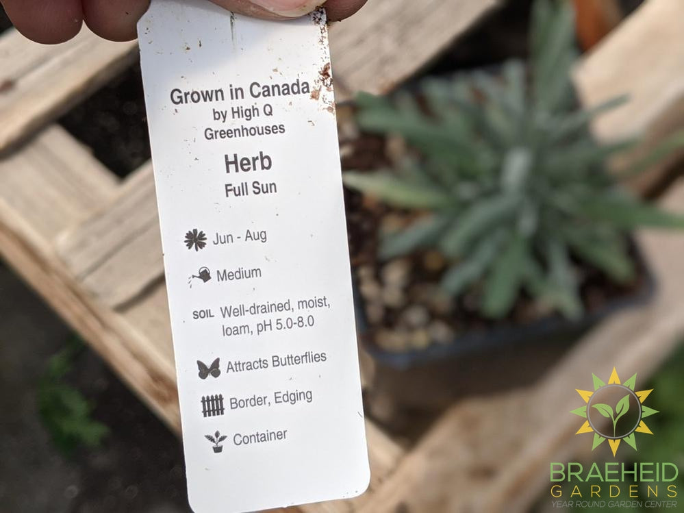 Herb Lavender 'Hidcote Blue' -NO SHIP-