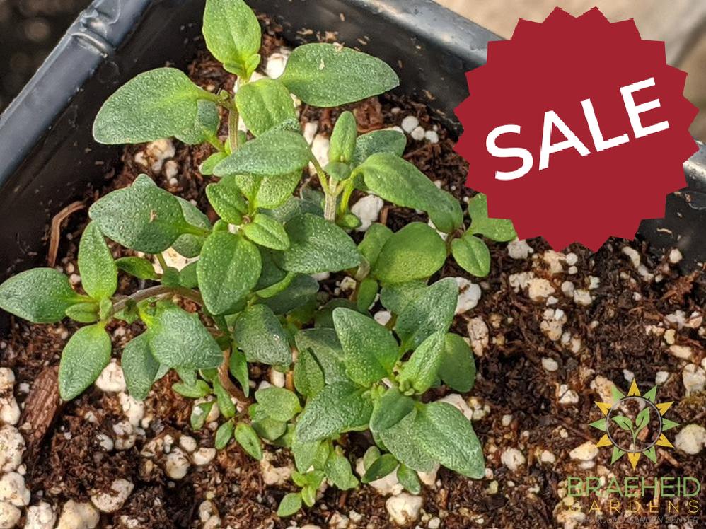 Herb Winter Thyme -NO SHIP-