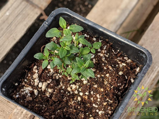 Herb Winter Thyme -NO SHIP-
