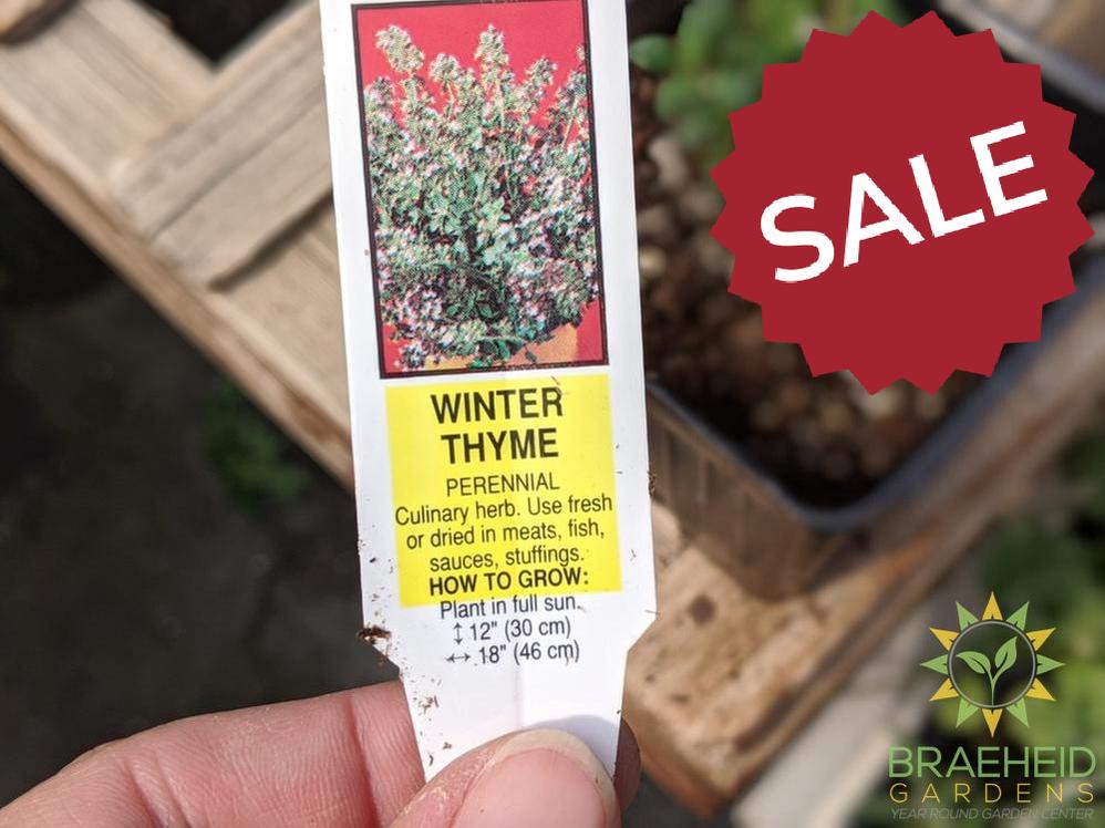 Herb Winter Thyme -NO SHIP-