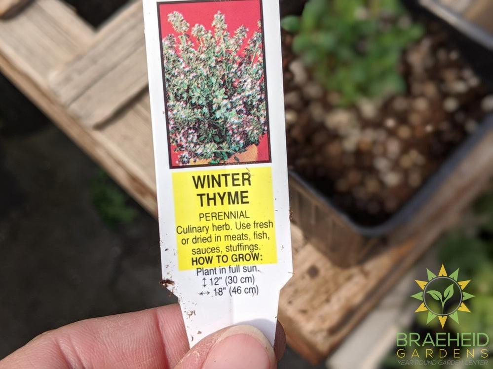 Herb Winter Thyme -NO SHIP-