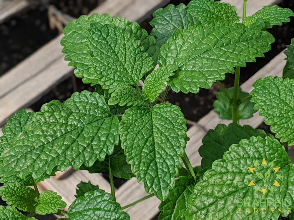 Herb Lemon Balm -NO SHIP-