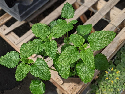 Herb Lemon Balm -NO SHIP-