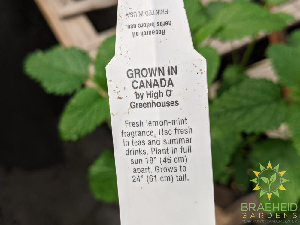 Herb Lemon Balm -NO SHIP-