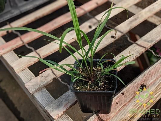 Herb Lemon Grass -NO SHIP-