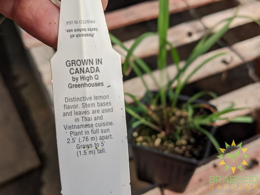 Herb Lemon Grass -NO SHIP-