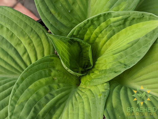 Hosta 'Brother Stefan' - NO SHIP -