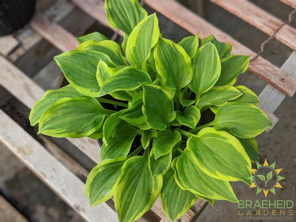 Hosta 'Color Festival' - NO SHIP -