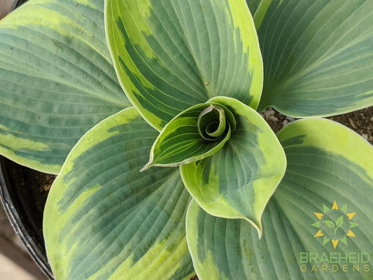 Hosta 'Tootie Mae' - NO SHIP -