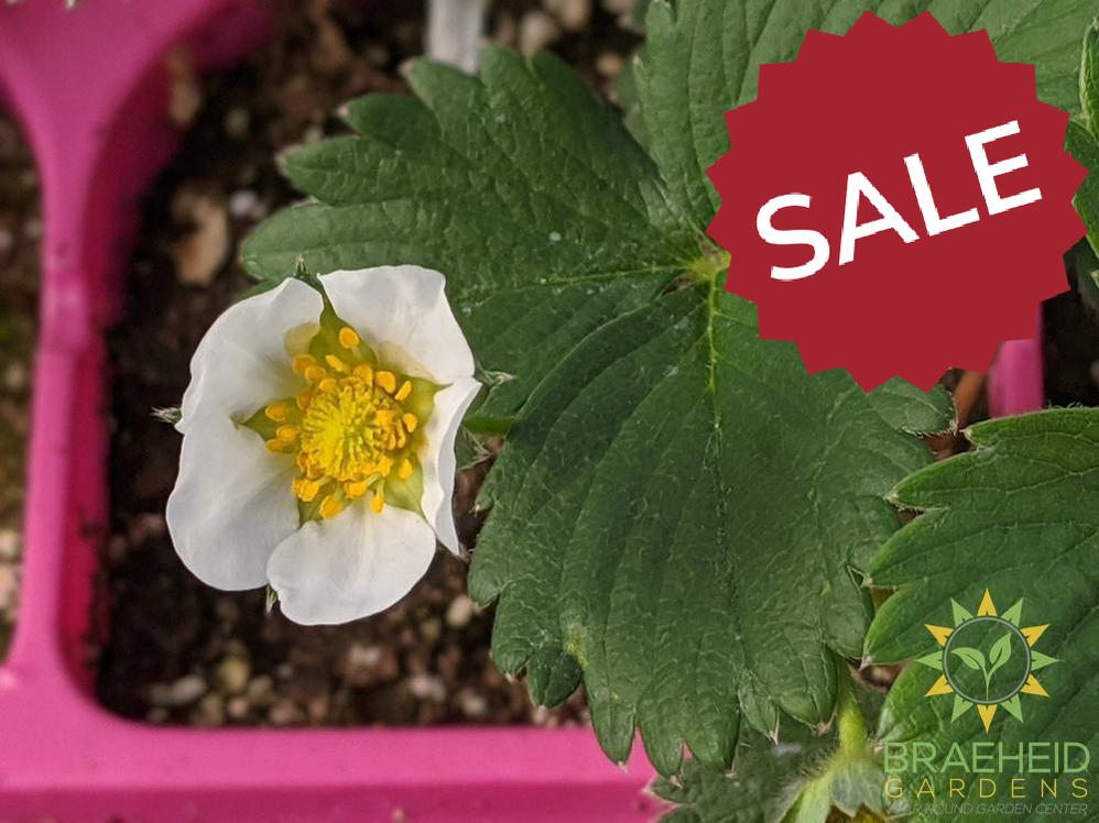 Strawberry Fragaria 'Ft. Laramie' -NO SHIP-