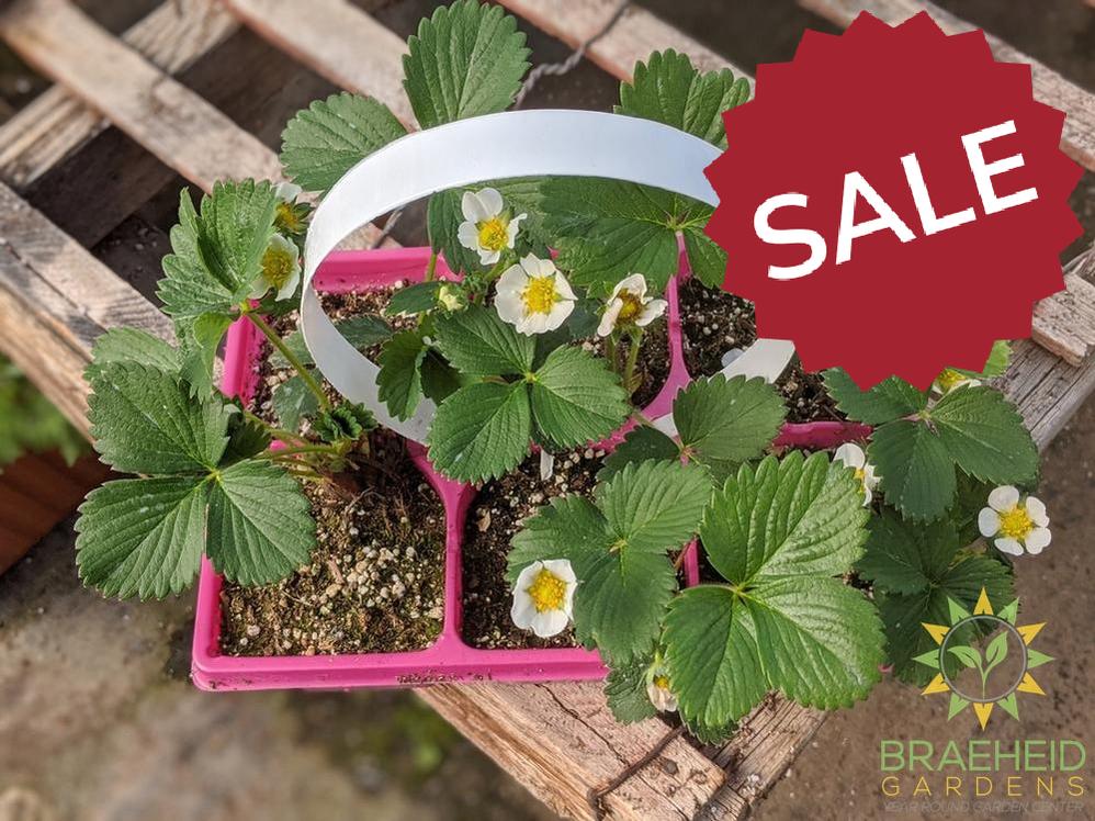 Strawberry Fragaria 'Ft. Laramie' -NO SHIP-