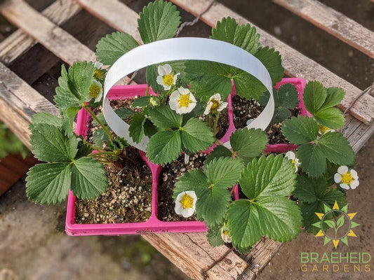 Strawberry Fragaria 'Ft. Laramie' -NO SHIP-