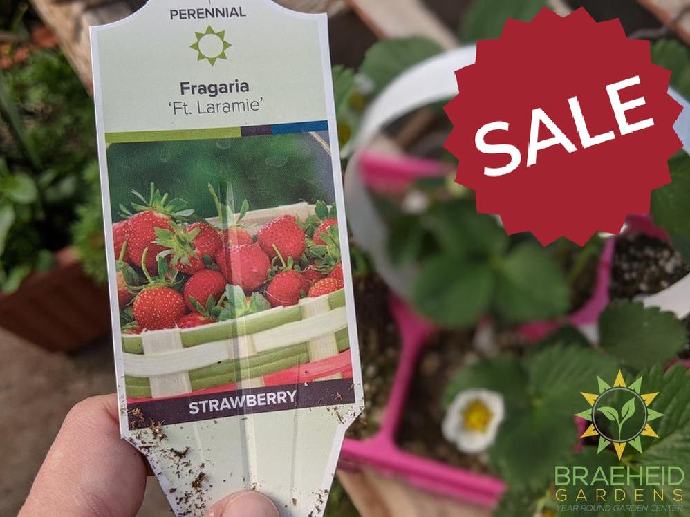 Strawberry Fragaria 'Ft. Laramie' -NO SHIP-