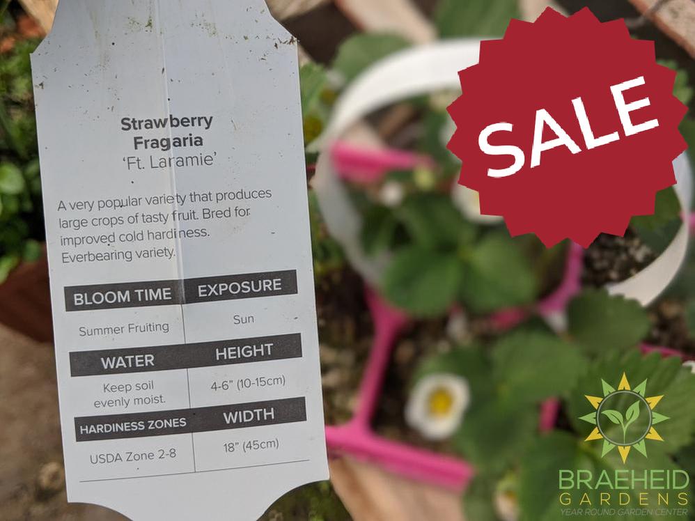 Strawberry Fragaria 'Ft. Laramie' -NO SHIP-