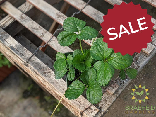 Strawberry Fragaria 'Galore' -NO SHIP-