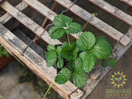 Strawberry Fragaria 'Galore' -NO SHIP-