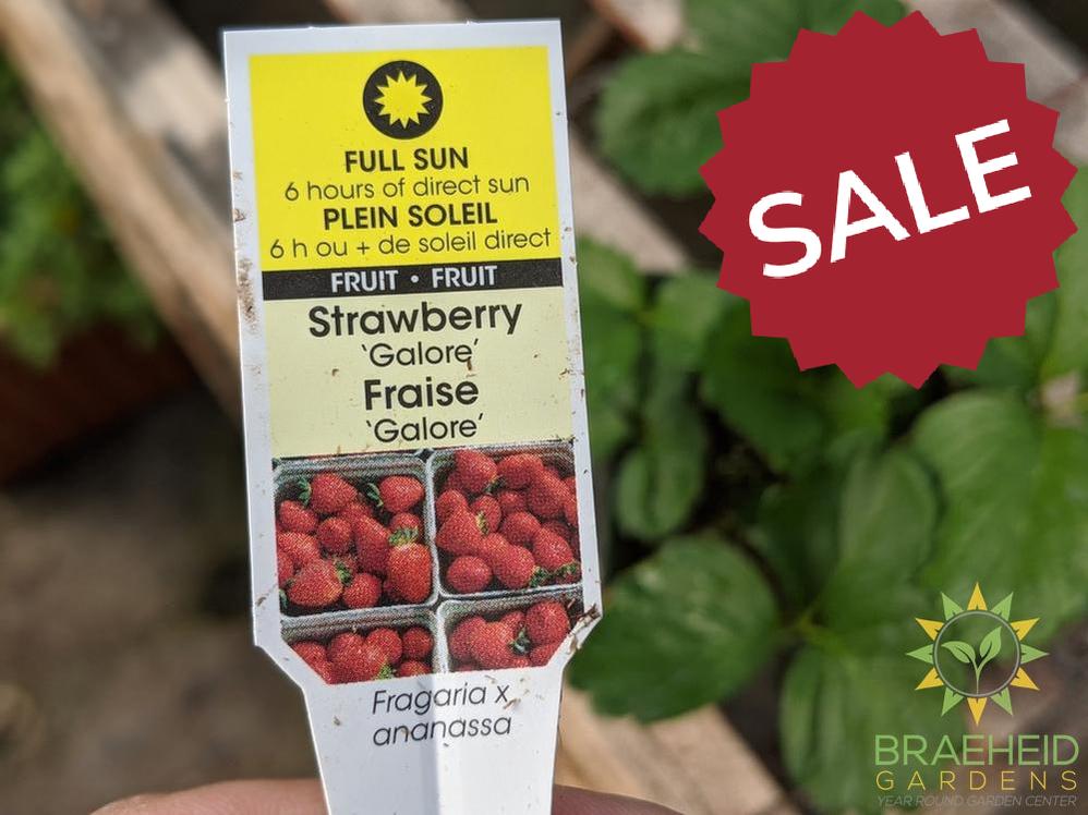Strawberry Fragaria 'Galore' -NO SHIP-