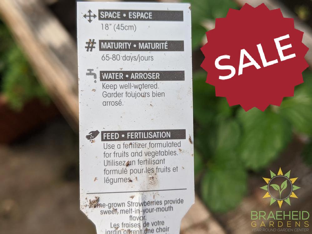 Strawberry Fragaria 'Galore' -NO SHIP-