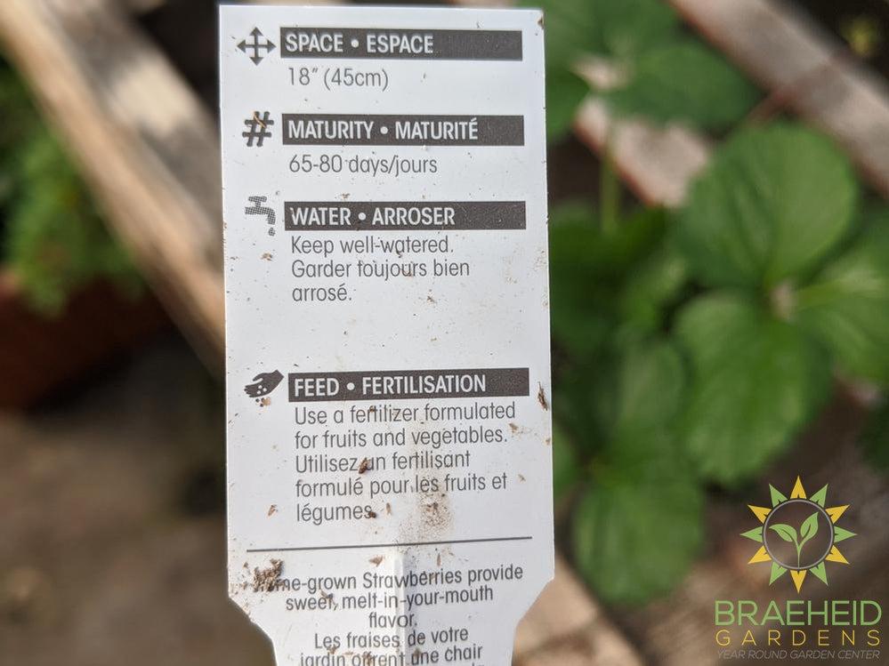 Strawberry Fragaria 'Galore' -NO SHIP-