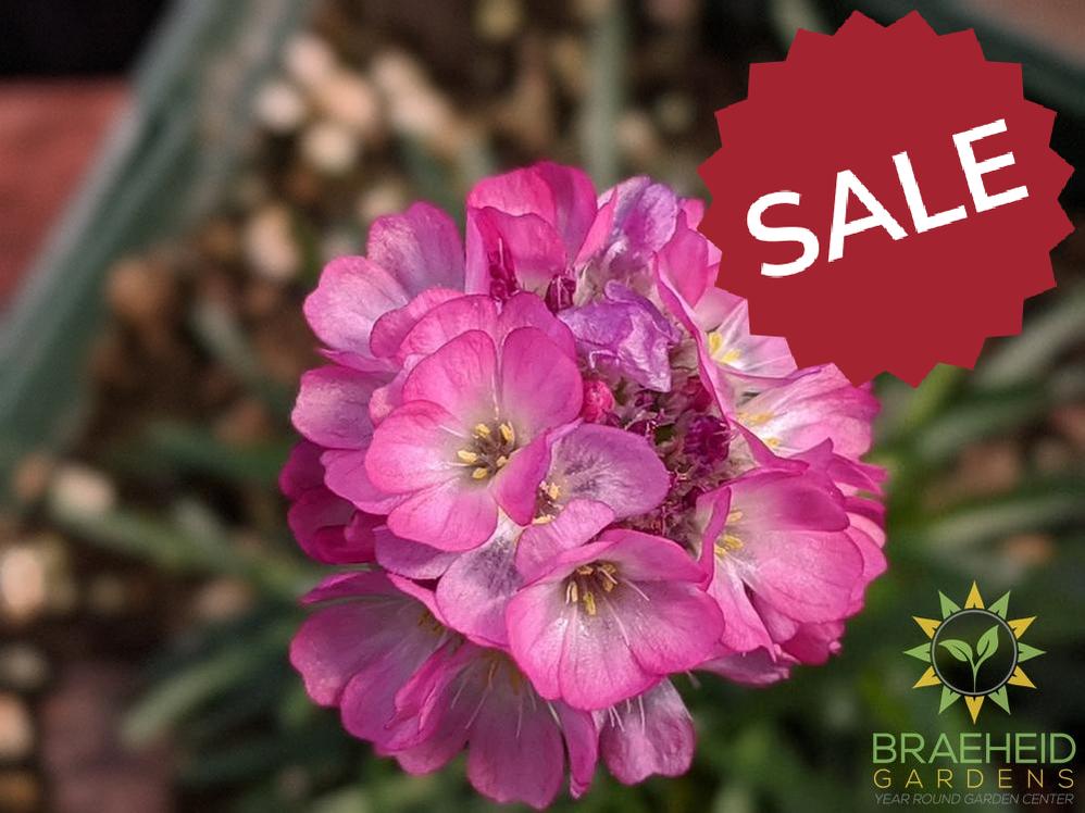 Armeria 'Rubrifolia' - NO SHIP -