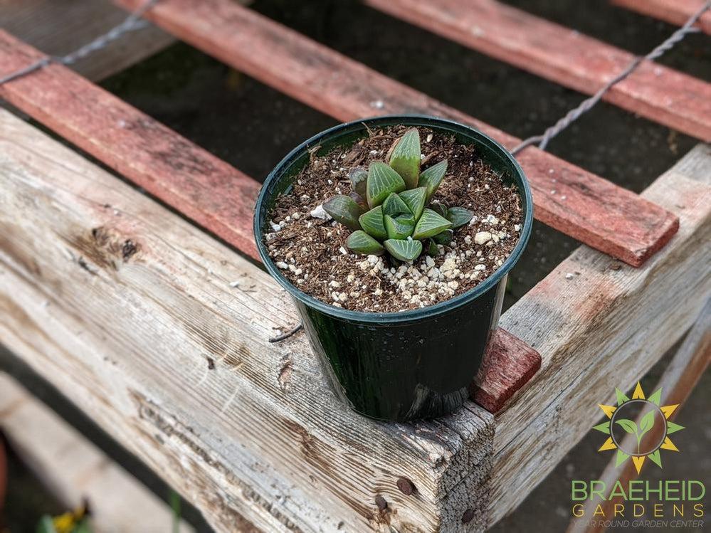 Haworthia retusa