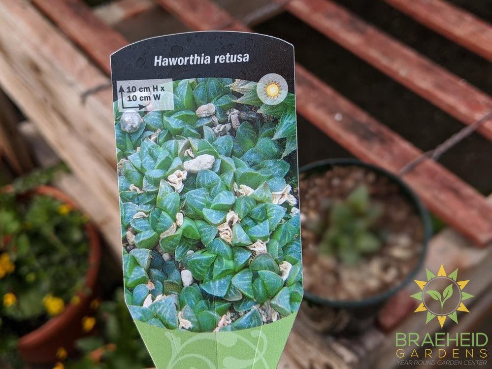 Haworthia retusa