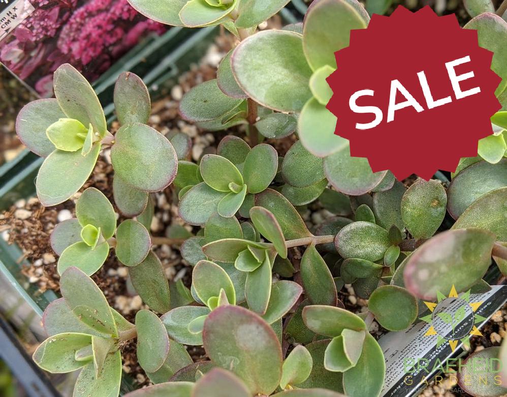 Sedum Sunsparkler 'Firecracker' PPAF