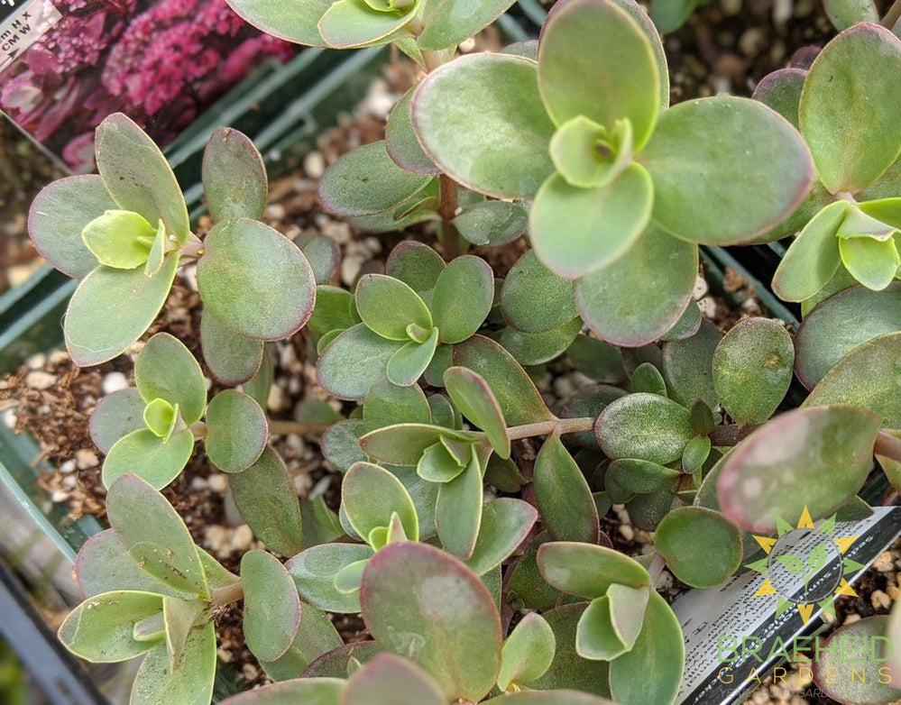 Sedum Sunsparkler 'Firecracker' PPAF