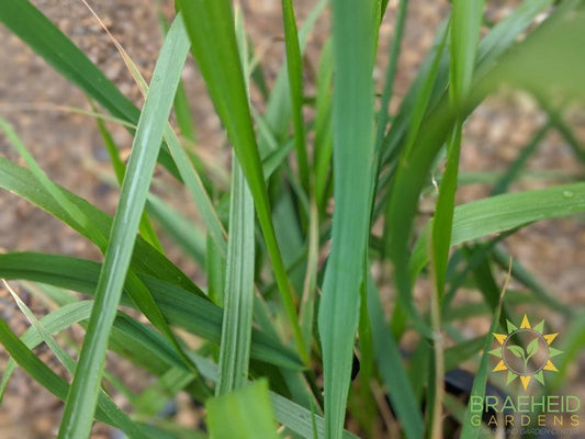 karl Foerster's Feather Reed Grass