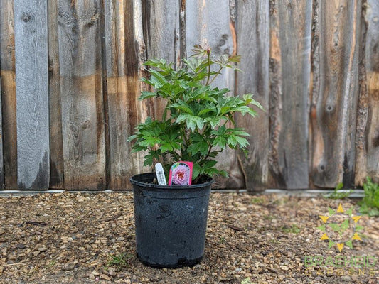 First Arrival Itoh Peony - NO SHIP -