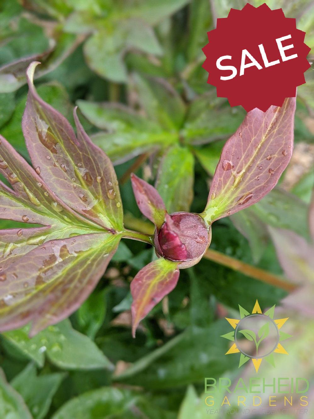 First Arrival Itoh Peony - NO SHIP -