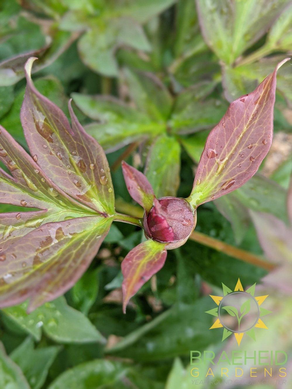 First Arrival Itoh Peony - NO SHIP -