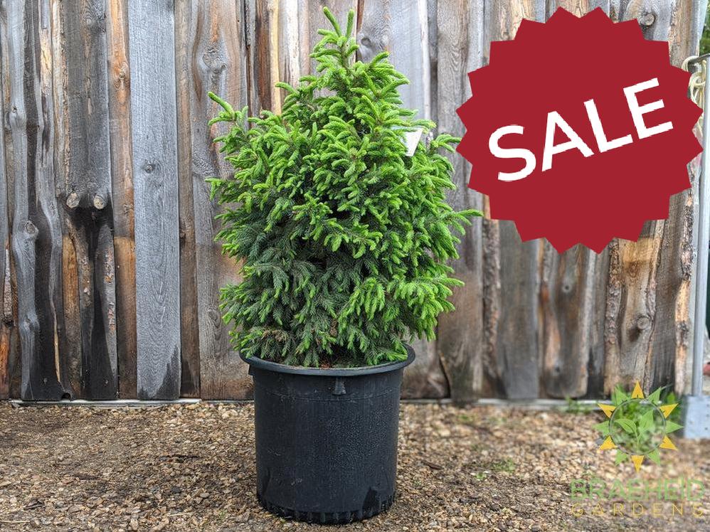 Black Hills Spruce- Tree for sale, Grown in Grande Prairie -Braeheid Gardens Ltd. on Emerson Trail