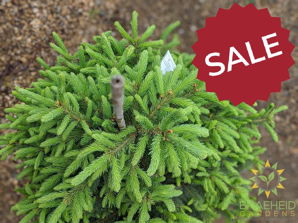 Black Hills Spruce- Tree for sale, Grown in Grande Prairie -Braeheid Gardens Ltd. on Emerson Trail