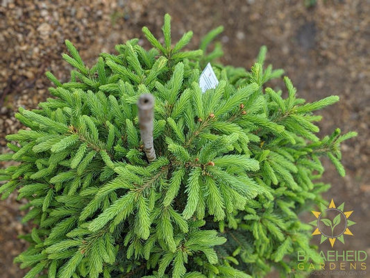 Black Hills Spruce- Tree for sale, Grown in Grande Prairie -Braeheid Gardens Ltd. on Emerson Trail