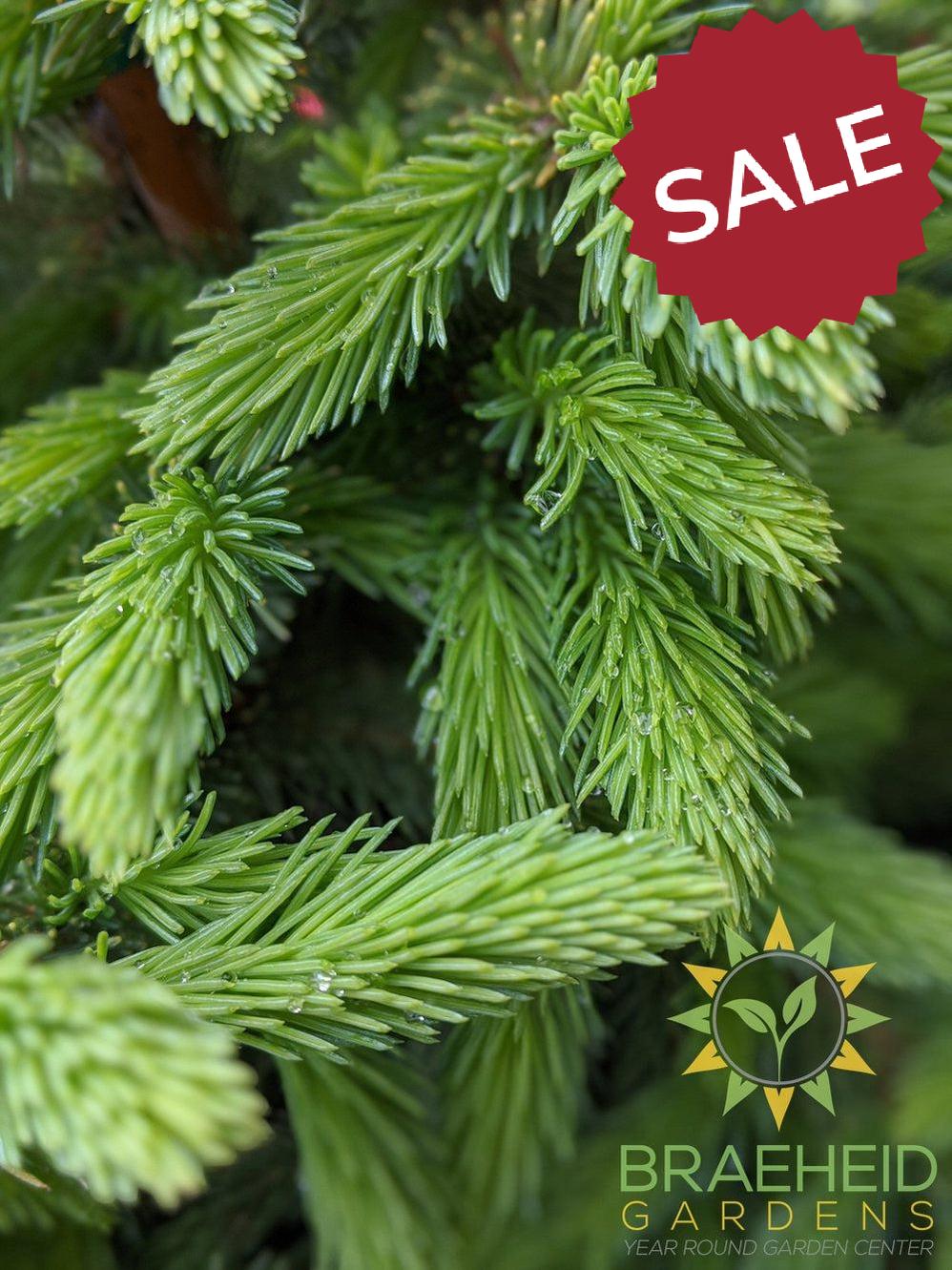 Black Hills Spruce- Tree for sale, Grown in Grande Prairie -Braeheid Gardens Ltd. on Emerson Trail